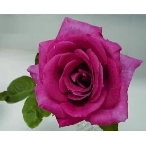 Роза "Breathless"